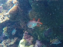 Myripristis violacea