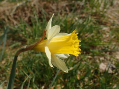 Narcissus pseudonarcissus pseudonarcissus