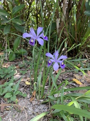 Iris speculatrix