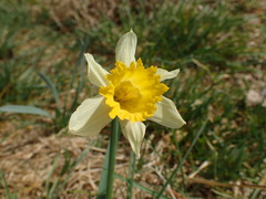 Narcissus pseudonarcissus pseudonarcissus