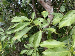 Pavetta hongkongensis