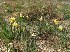 Narcissus pseudonarcissus pseudonarcissus