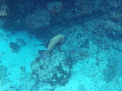 Plectorhinchus chaetodonoides