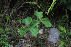 Trillium tschonoskii