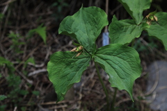 Trillium tschonoskii