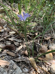 Iris speculatrix