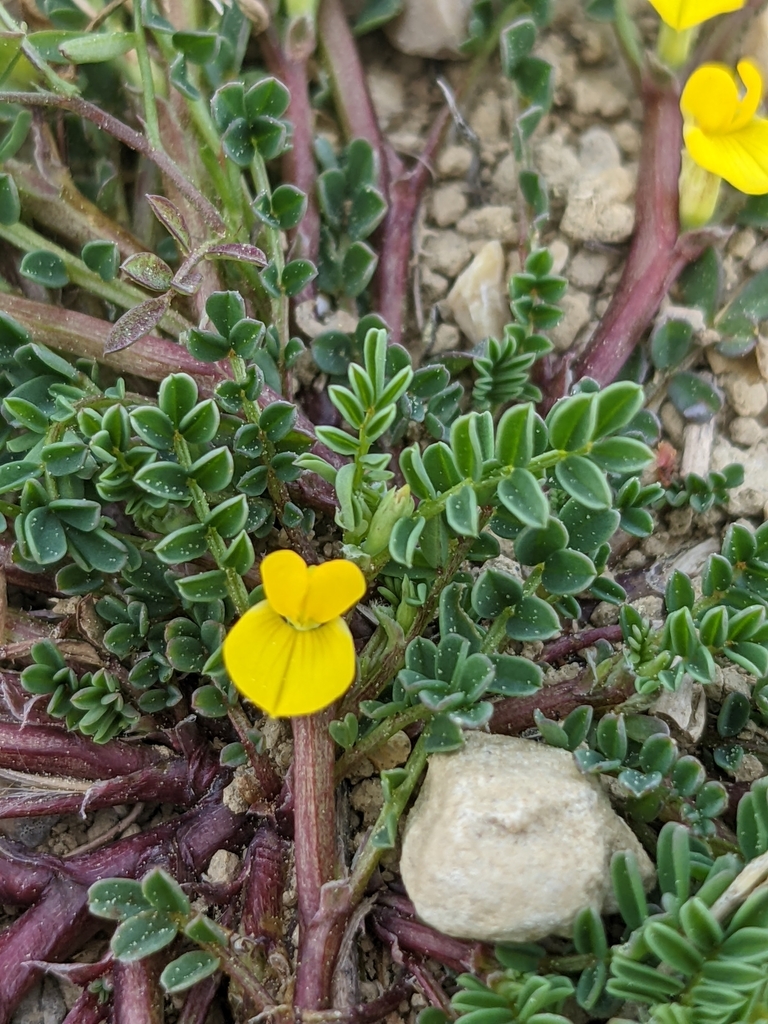 Hippocrepis biflora (Hippocrepis biflora)