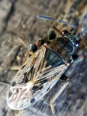 Peritrechus gracilicornis