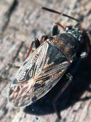 Peritrechus gracilicornis