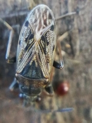 Peritrechus gracilicornis