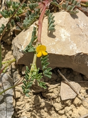 Hippocrepis biflora