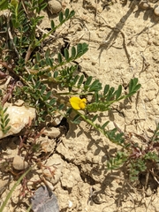 Hippocrepis biflora