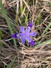 Iris speculatrix