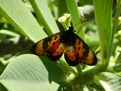 Acraea acara