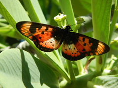 Acraea acara