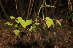 Smilax vaginata