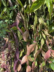 Rhipsalis elliptica