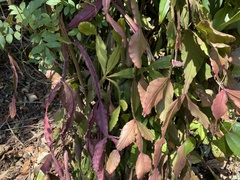 Rhipsalis elliptica