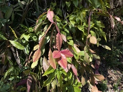 Rhipsalis elliptica