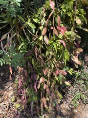 Rhipsalis elliptica
