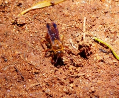 Phalerimeris madurensis