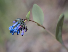 Mertensia longiflora