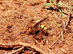 Phalerimeris madurensis