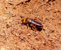 Phalerimeris madurensis