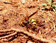 Phalerimeris madurensis