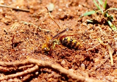 Phalerimeris madurensis