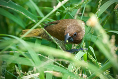 Lonchura punctulata topela