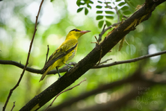 Oriolus chinensis diffusus
