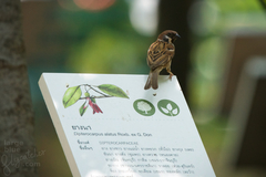 Passer montanus malaccensis