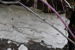 Phlyctis petraea