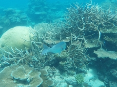 Monotaxis grandoculis