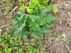 Arum italicum
