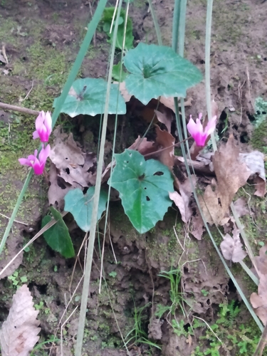 Cyclamen repandum var. baborense