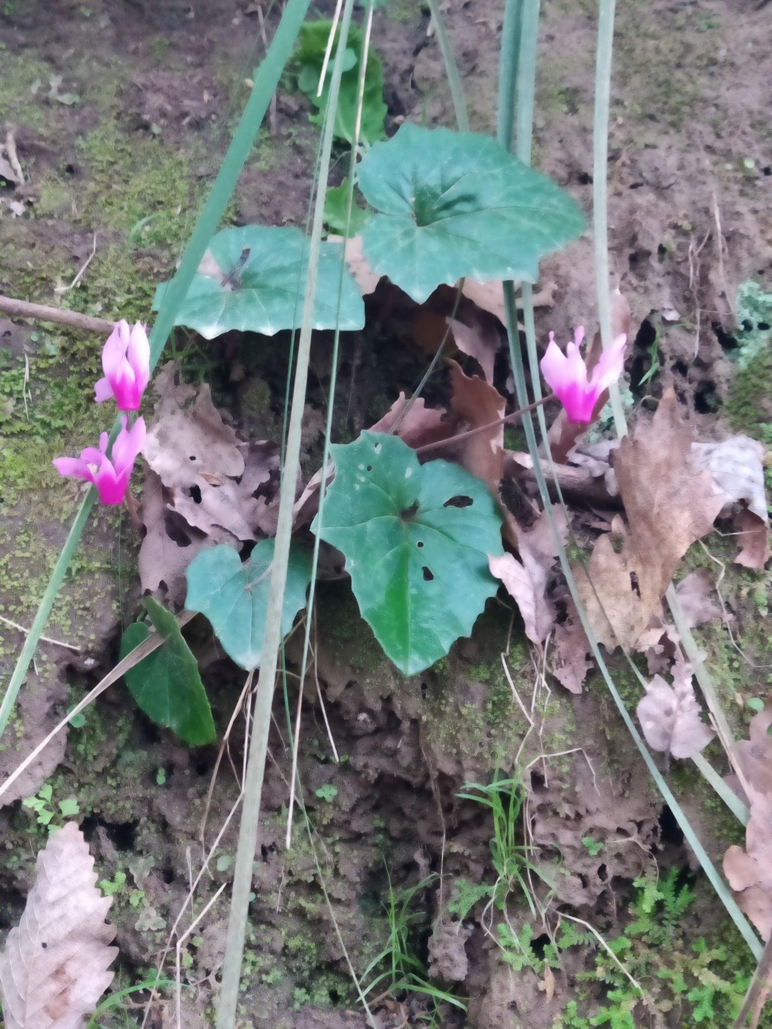 Cyclamen repandum var. baborense