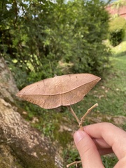 Lonomia obliqua