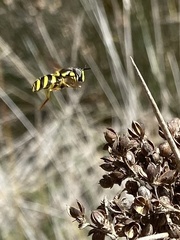 Chrysotoxum intermedium