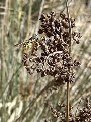 Chrysotoxum intermedium