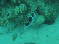 Monotaxis grandoculis