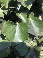 Hedera helix