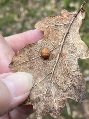 Cynips quercusfolii