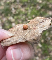 Cynips quercusfolii