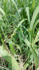 Platycnemis pennipes