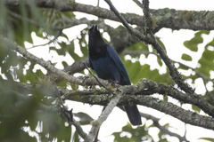 Cyanocorax caeruleus