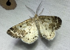 Eufidonia discospilata