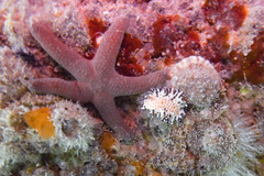 Maritigrella fuscopunctata