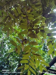 Pterospermum javanicum